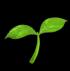 green-leaf-sprout
